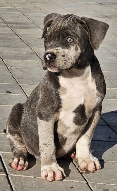 American bully xl